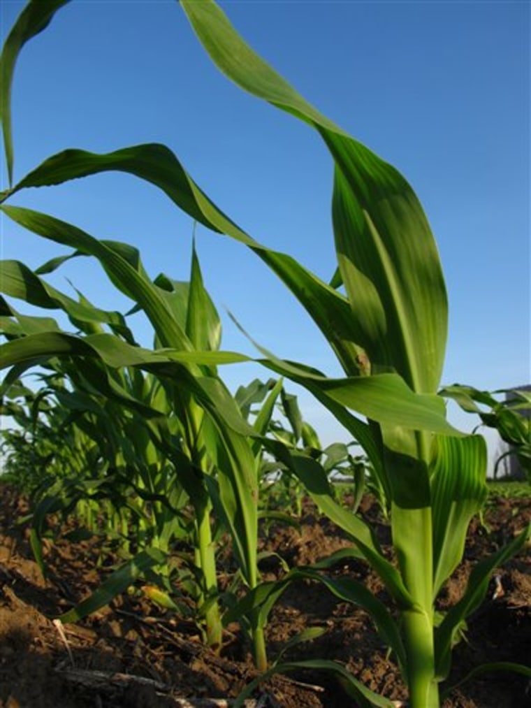 Month-old corn grows in a field May 29 in Savoy, Ill. Activists have pushed for years to reduce use of the sweetener high fructose corn syrup, and production for the U.S. market is starting to decline. 